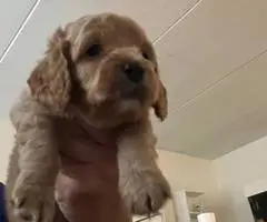 3 cockapoo puppies for sale - 2