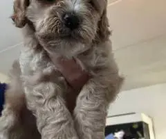 3 cockapoo puppies for sale - 4