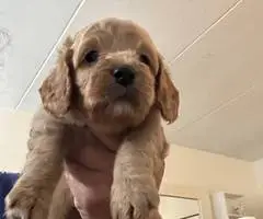 3 cockapoo puppies for sale - 5
