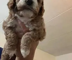 3 cockapoo puppies for sale - 8