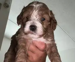 3 cockapoo puppies for sale - 9