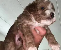 3 cockapoo puppies for sale - 10