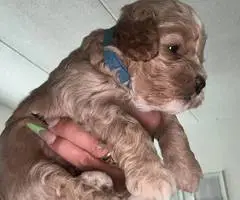 3 cockapoo puppies for sale - 11