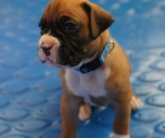 AKC Boxer Puppies for Adoption