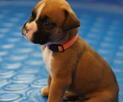 AKC Boxer Puppies for Adoption - 2