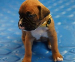 AKC Boxer Puppies for Adoption - 4