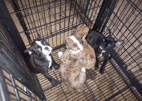 2 Frenchton puppies available