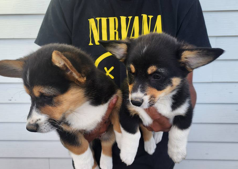 2 boy Corgi puppies left