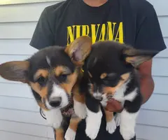 2 boy Corgi puppies left - 2