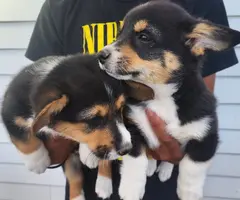 2 boy Corgi puppies left - 3