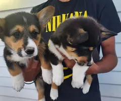 2 boy Corgi puppies left - 4