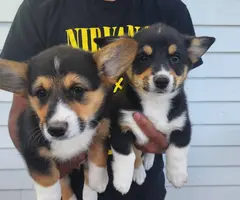 2 boy Corgi puppies left - 5