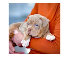 Lovely pitbull puppies - 1