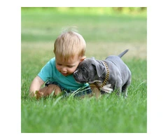 Lovely pitbull puppies - 6