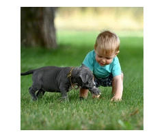 Lovely pitbull puppies - 7