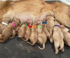 AKC Golden Yellow Puppies For Sale - 14
