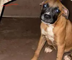 5 months old Boxer puppy