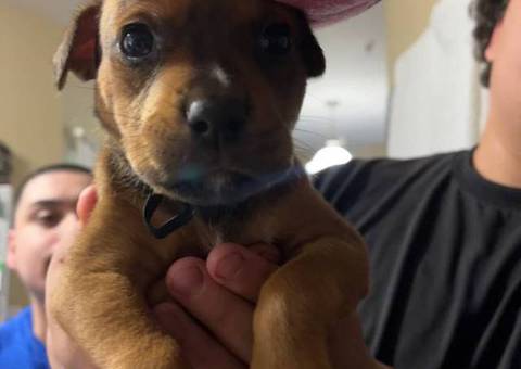 Pitweiler puppy