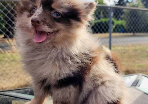 Black and tan with chocolate merle Pomskies