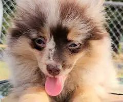 Black and tan with chocolate merle Pomskies - 2