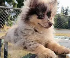 Black and tan with chocolate merle Pomskies - 3