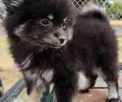 Black and tan with chocolate merle Pomskies - 4