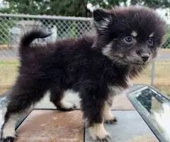 Black and tan with chocolate merle Pomskies - 5
