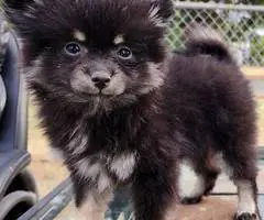 Black and tan with chocolate merle Pomskies - 6
