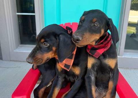Champion bloodline Doberman Pinscher puppies for sale
