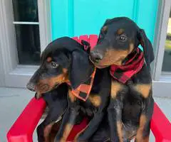 Champion bloodline Doberman Pinscher puppies for sale