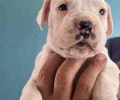 Purebred Boxer puppies for sale