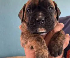 Purebred Boxer puppies for sale - 2