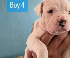 Purebred Boxer puppies for sale - 5