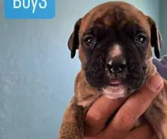 Purebred Boxer puppies for sale - 6