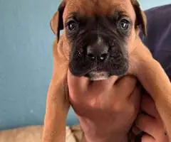 Purebred Boxer puppies for sale - 7