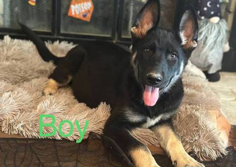 Shepsky puppies cheap