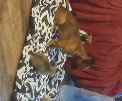 Chiweenie precious puppies - 4