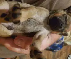 Chiweenie precious puppies - 5