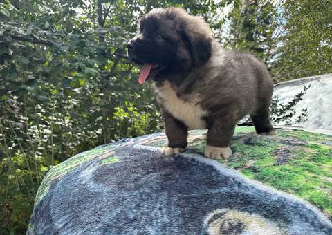 Purebred Caucasian Mountain Dog Puppies