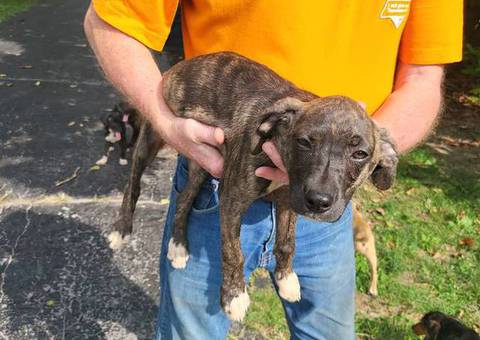 Brindle and yellow Mountain cur puppies