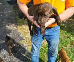 Brindle and yellow Mountain cur puppies - 2