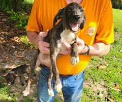Brindle and yellow Mountain cur puppies - 3