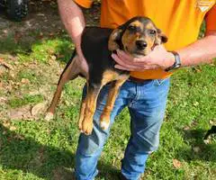 Brindle and yellow Mountain cur puppies - 4
