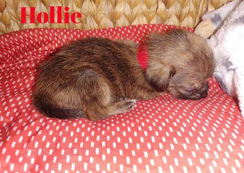 6 adorable Shih tzu Chihuahua puppies