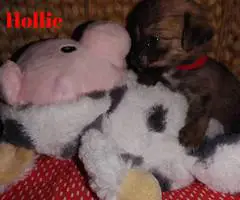 6 adorable Shih tzu Chihuahua puppies - 2