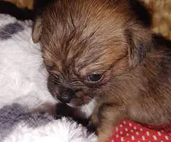 6 adorable Shih tzu Chihuahua puppies - 3