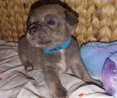 6 adorable Shih tzu Chihuahua puppies - 4