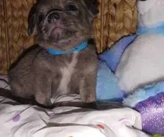 6 adorable Shih tzu Chihuahua puppies - 5