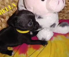 6 adorable Shih tzu Chihuahua puppies - 6