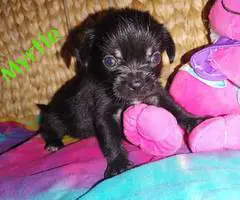 6 adorable Shih tzu Chihuahua puppies - 7